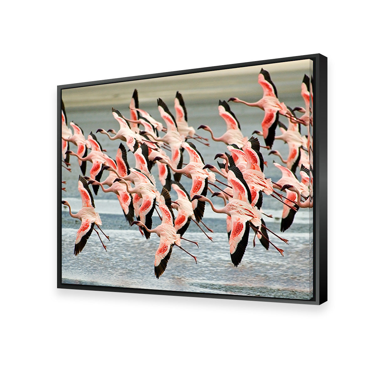 Exquisite Flamingos in Tanzania Wall Art for Your Home Decor