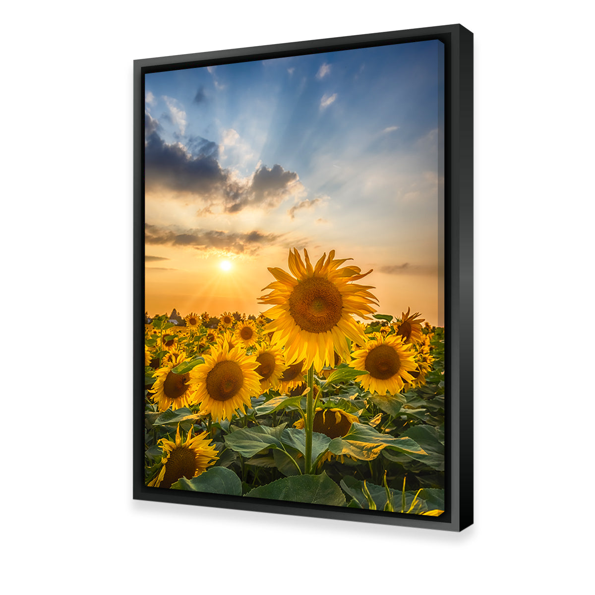 Stunning Sunset with Beautiful Sunflowers Wall Art for Home Decor