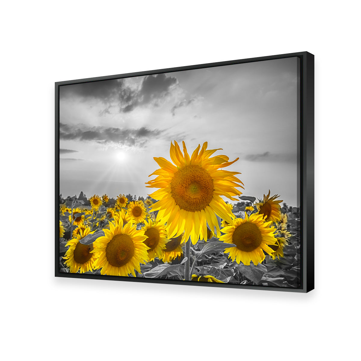 Sunflower Field - Stunning Yellow Color Pop Wall Art for a Vibrant Home Decor