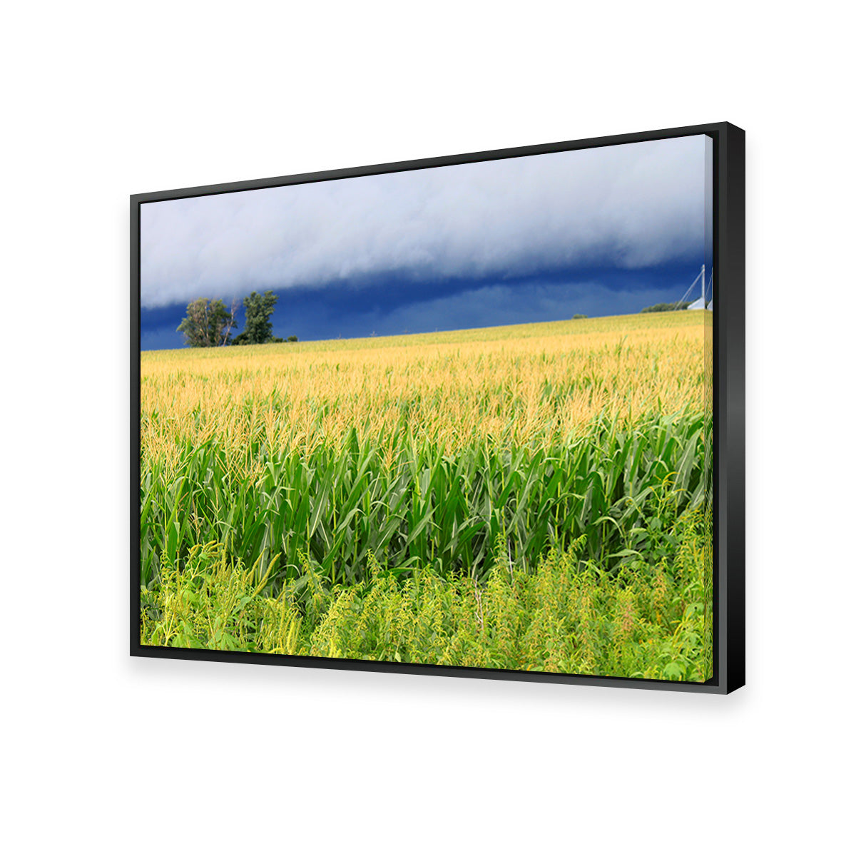 Stunning Thunderstorm Over Illinois Cornfield Wall Art for Home Decor