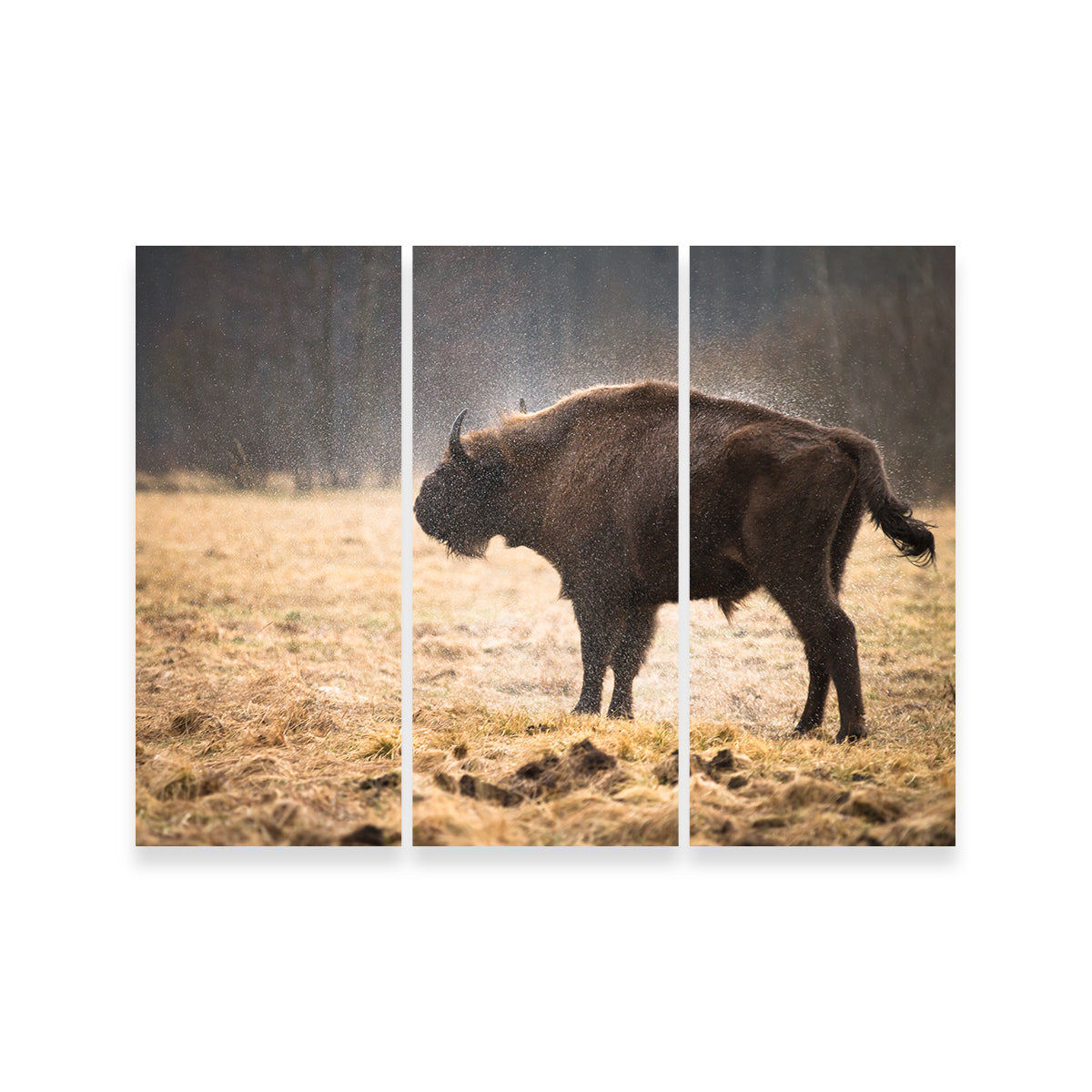 Stunning Wild Bison Shaking off Rain Wall Art for Home Decor