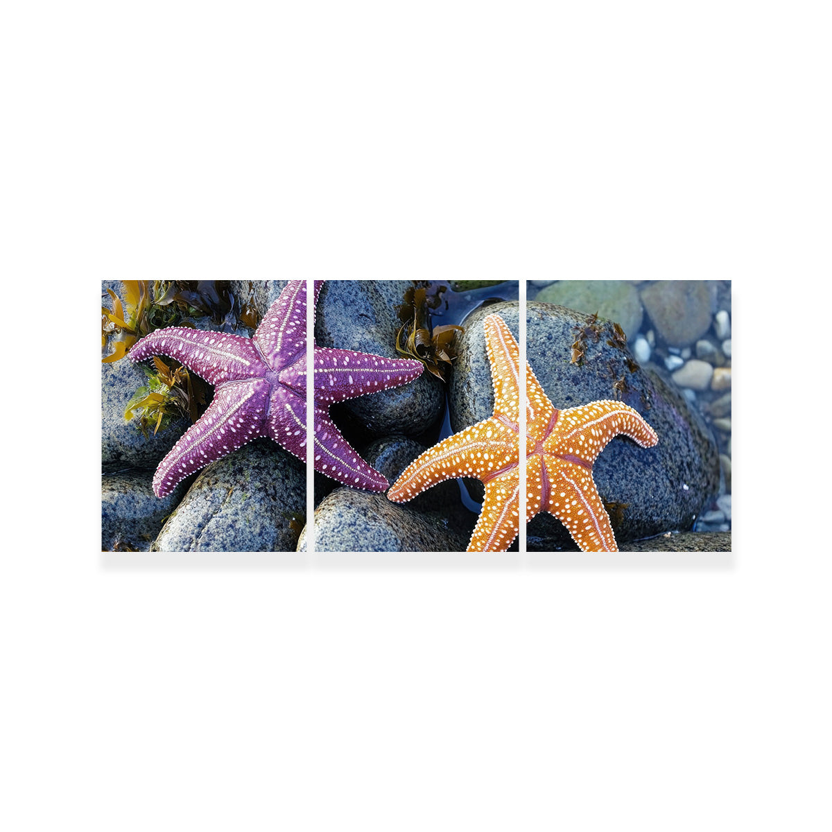 Vibrant Colorful Starfishes Wall Art for Stunning Decor