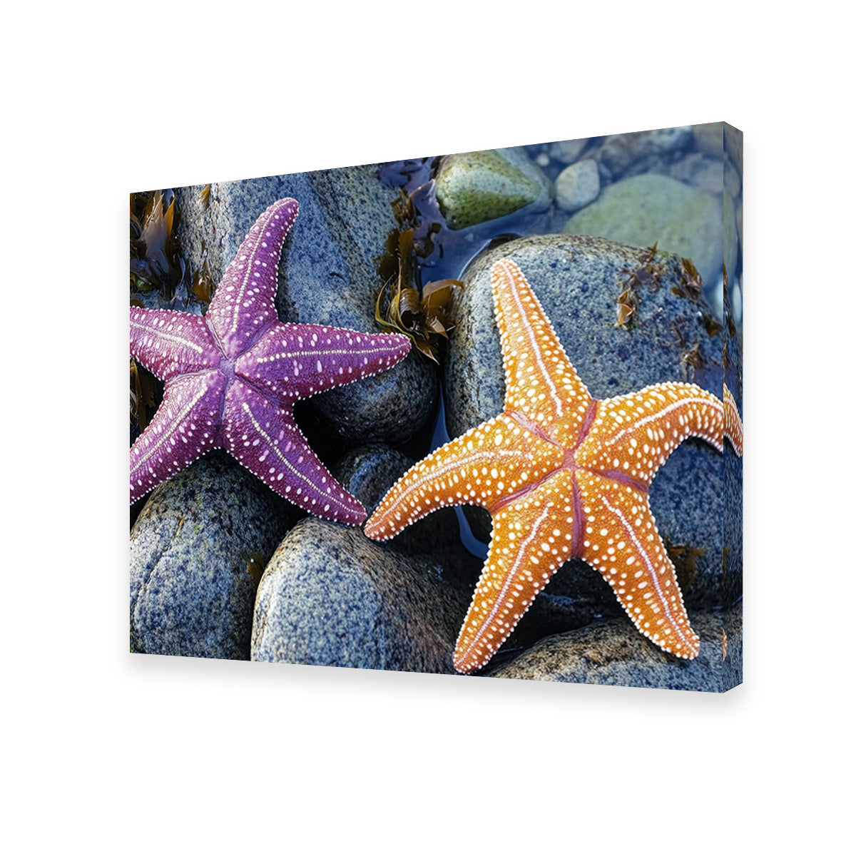 Vibrant Colorful Starfishes Wall Art for Stunning Decor