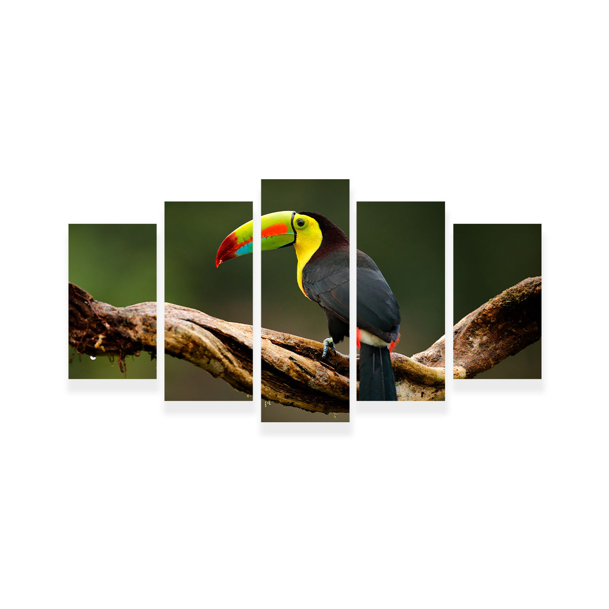 Exquisite Keel - billed Toucan Wall Art for Stunning Home Decor
