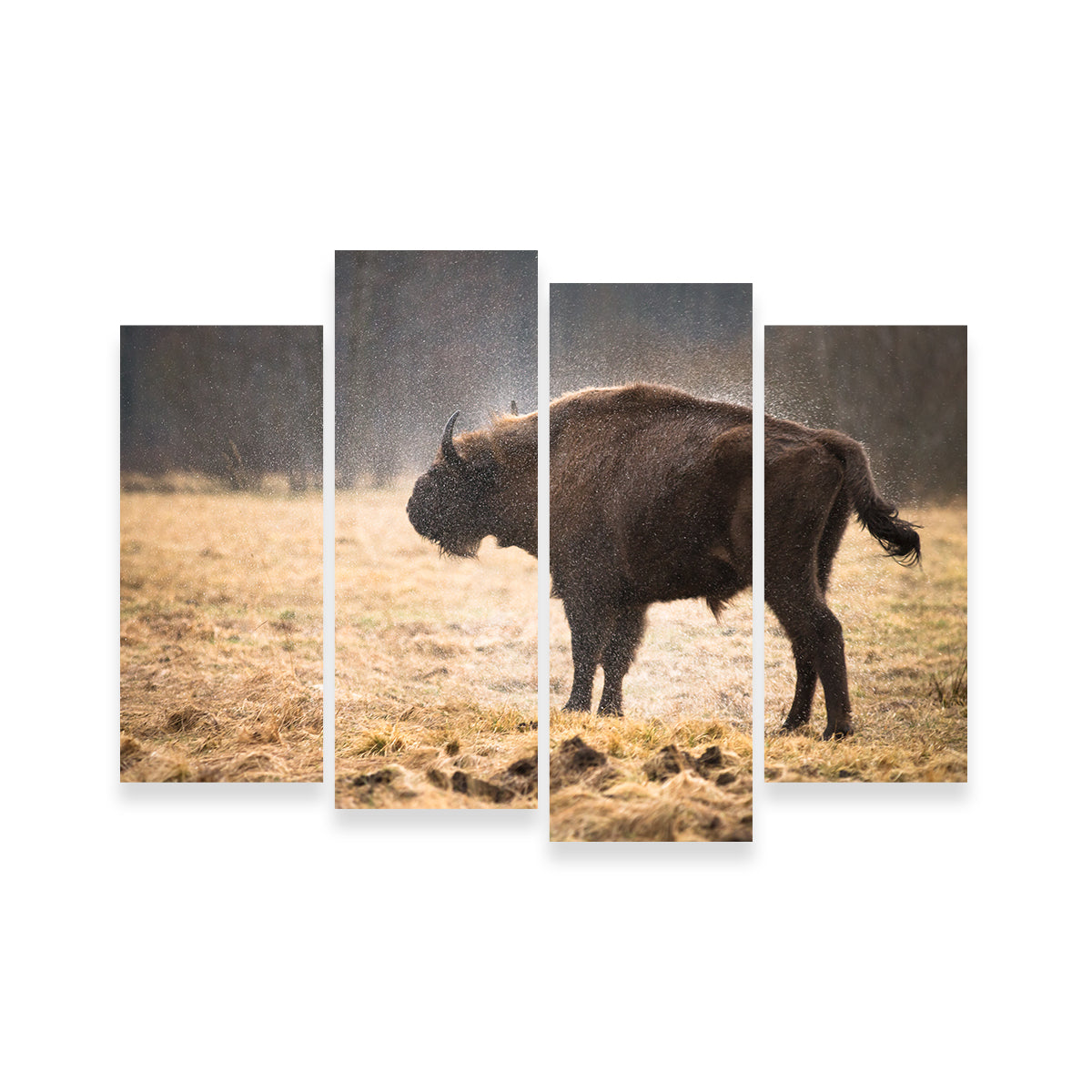 Stunning Wild Bison Shaking off Rain Wall Art for Home Decor