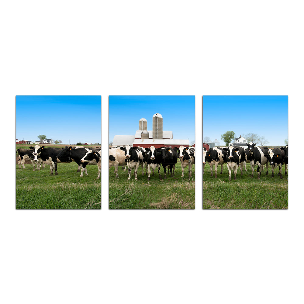 Stunning Wisconsin Dairy Cows Wall Art for Home Decor