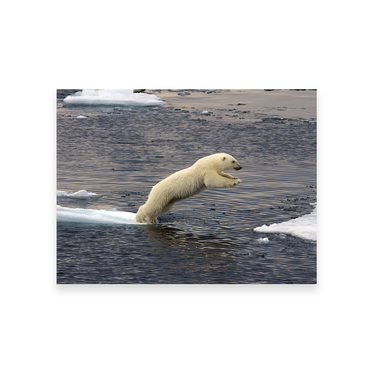 Eye - catching Jumping Polar Bear Wall Art for Stunning Home Decor
