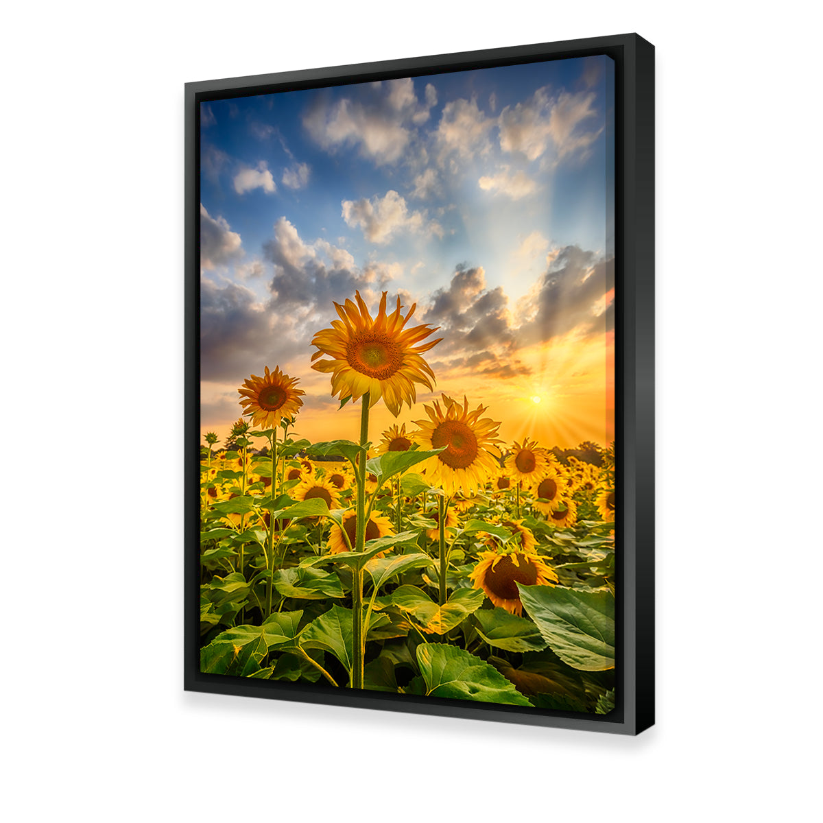 Stunning Sunset Sunflower Field Wall Art for Home Decor