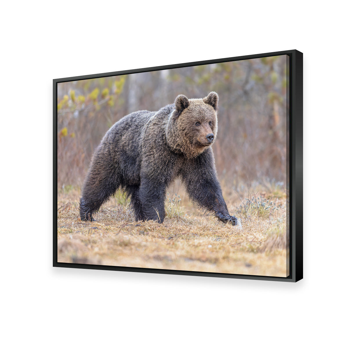 Stunning Eurasian Brown Bear Wall Art for Your Home Decor