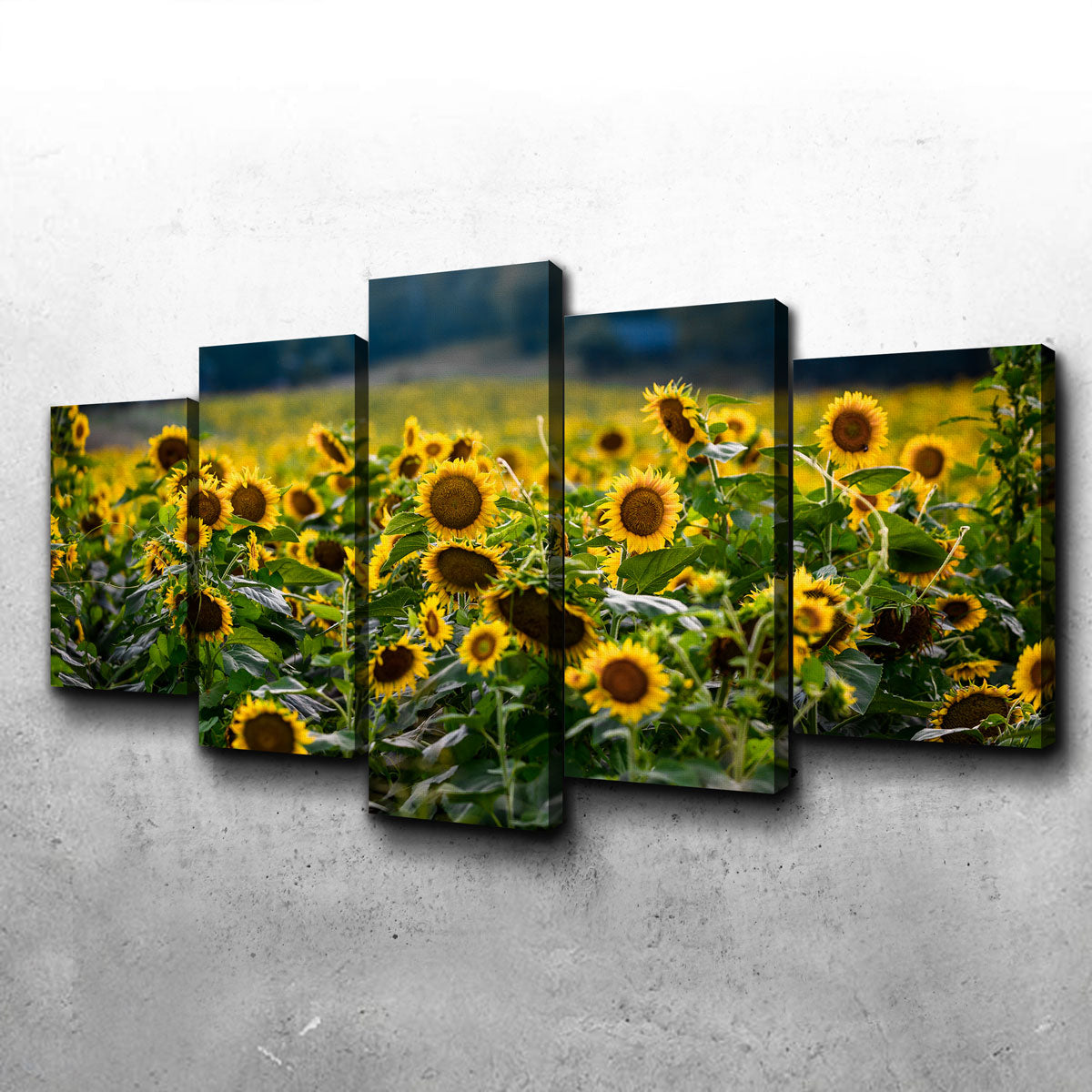 Stunning Sunflower Field Wall Art by Lucas Moore