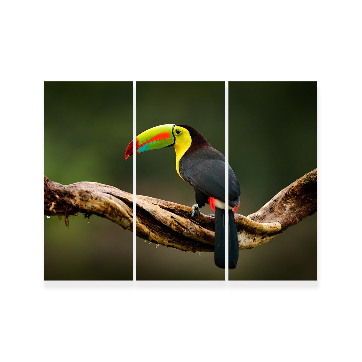 Exquisite Keel - billed Toucan Wall Art for Stunning Home Decor