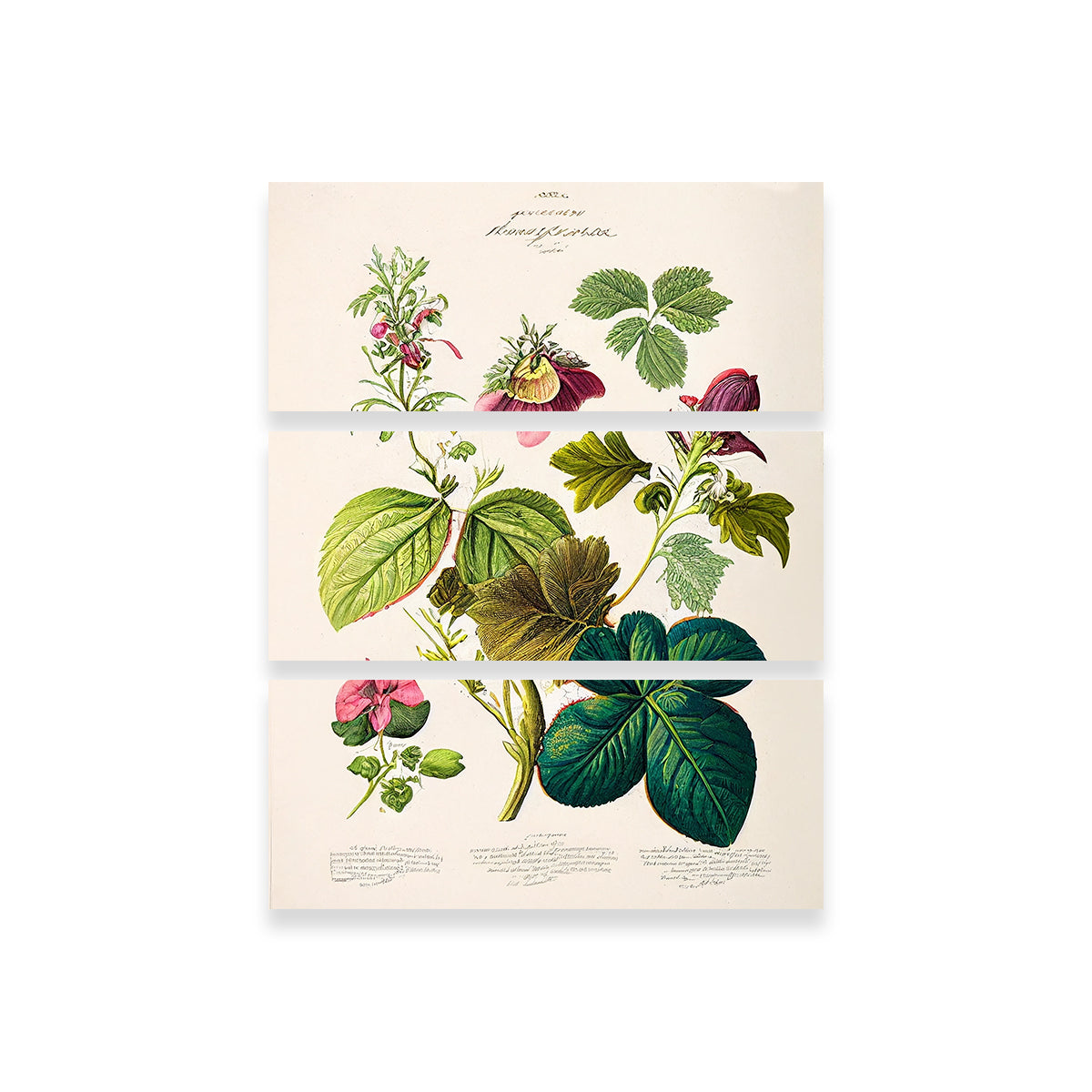 Exquisite Vintage Botanical Print Series 6 Wall Art by Jennifer Hotai