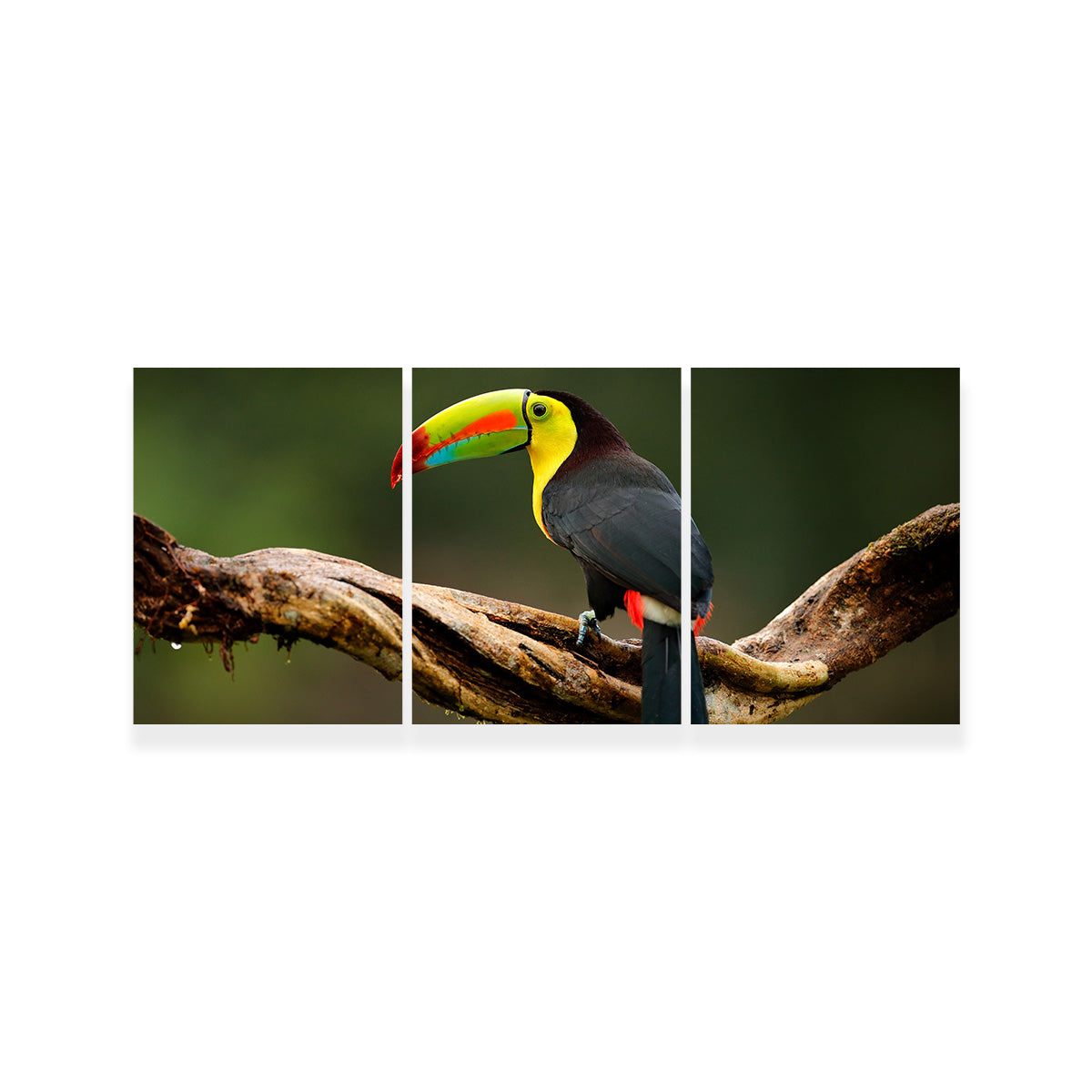 Exquisite Keel - billed Toucan Wall Art for Stunning Home Decor