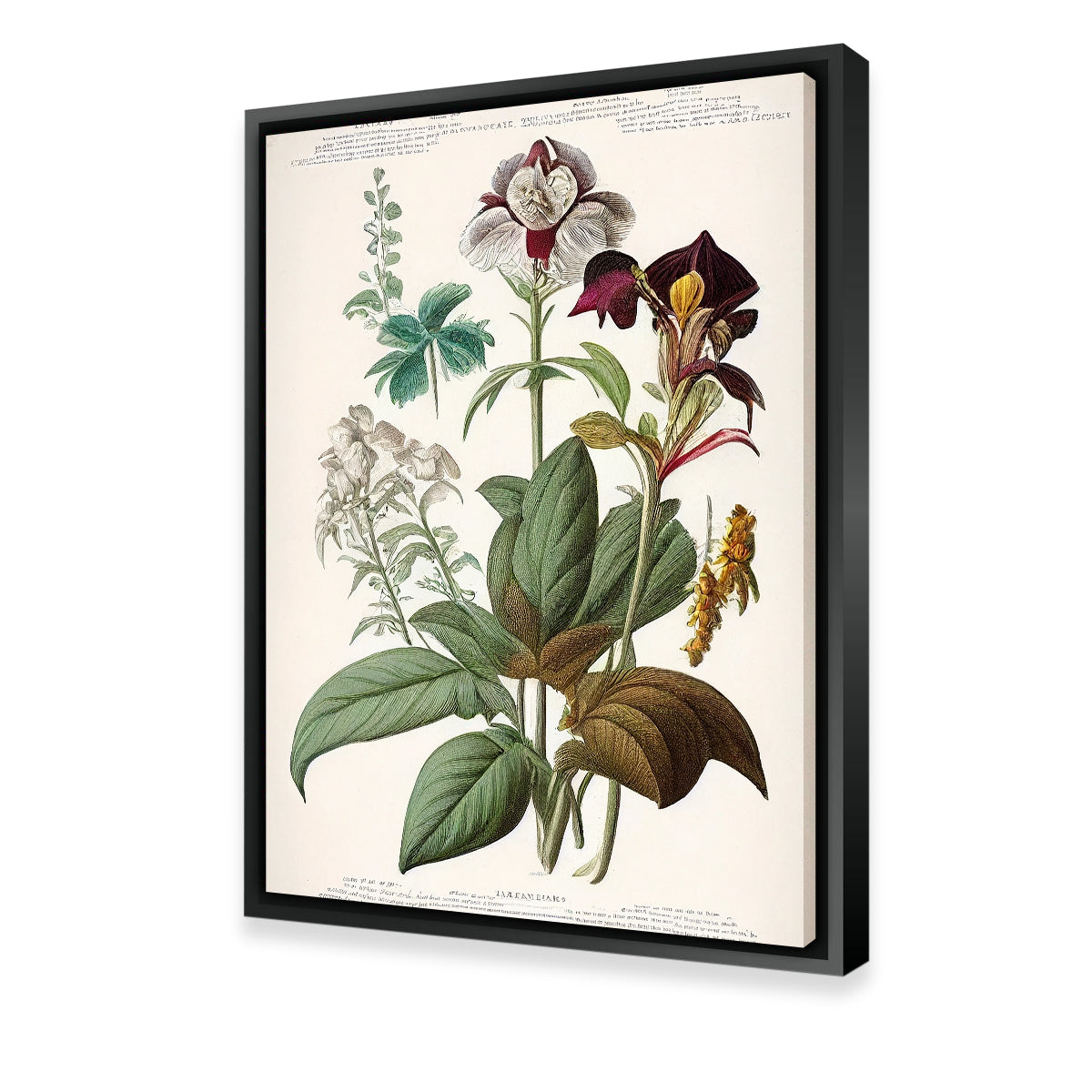 Exquisite Vintage Botanical Print Series 3 Wall Art for Stunning Decor