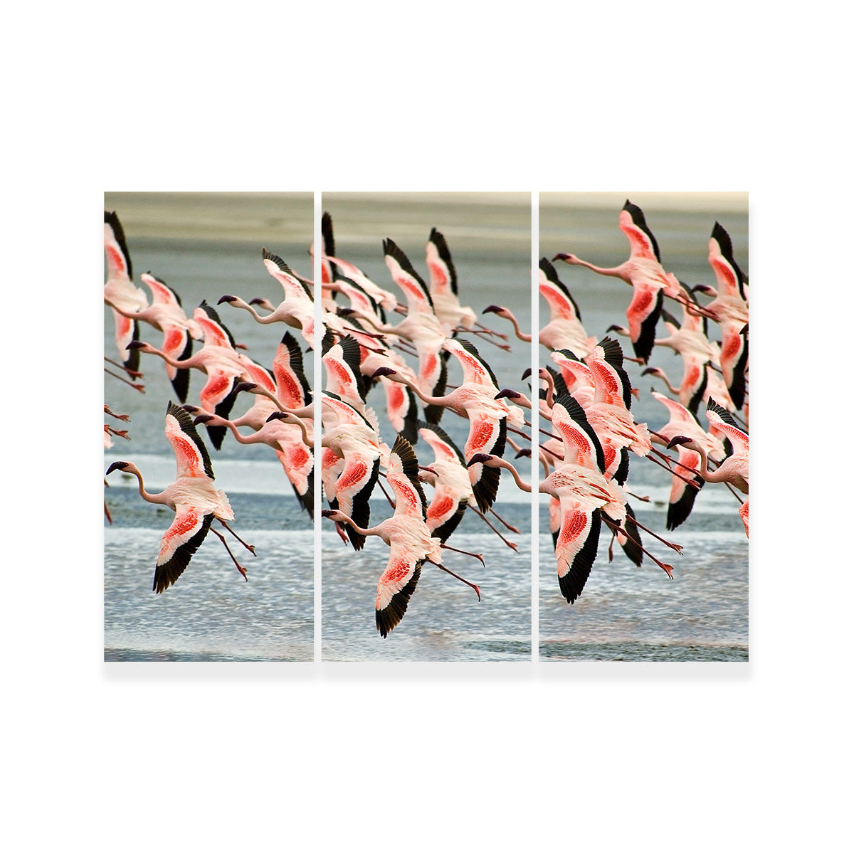 Exquisite Flamingos in Tanzania Wall Art for Your Home Decor