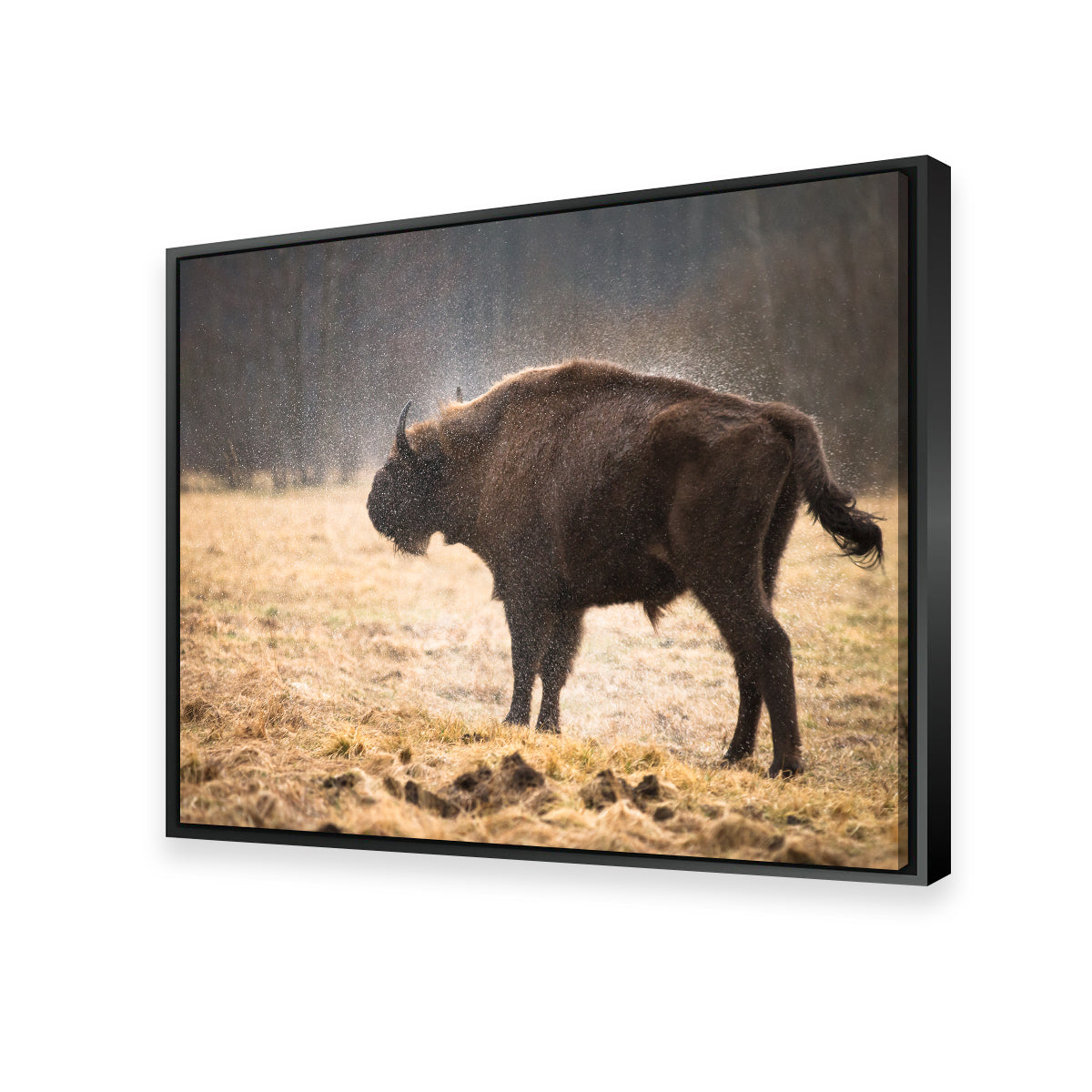 Stunning Wild Bison Shaking off Rain Wall Art for Home Decor