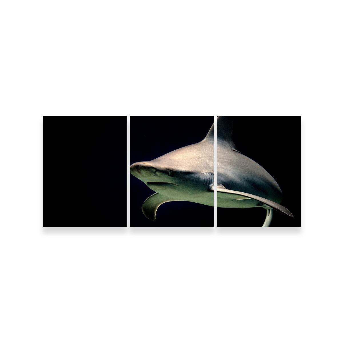 Stunning Bull Shark at Night Wall Art for Your Home Decor