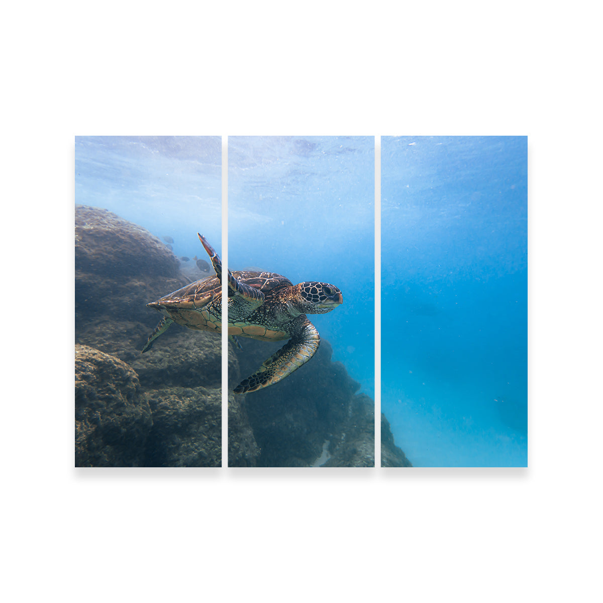 Stunning Turtle Wave Wall Art by Lucas Moore
