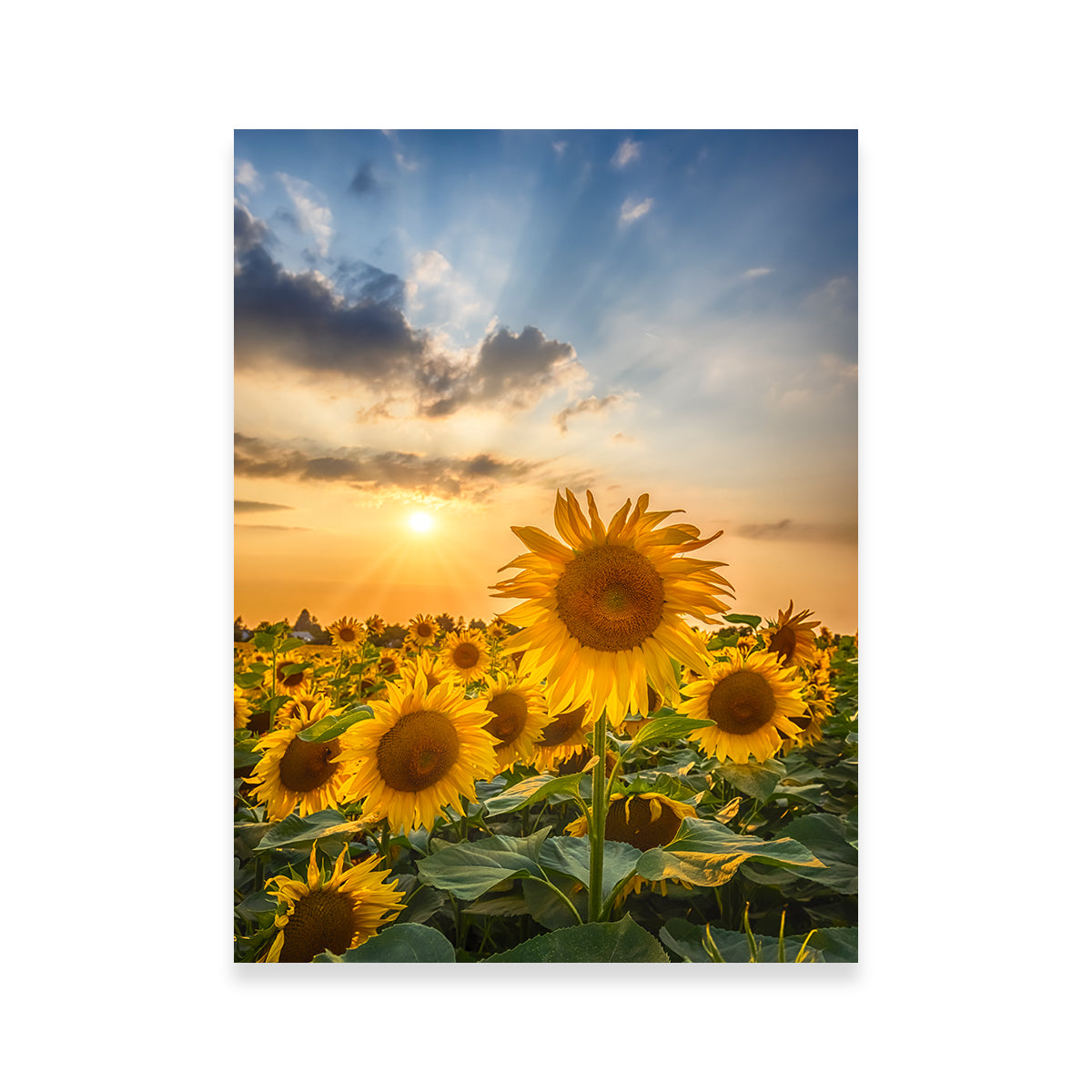 Stunning Sunset with Beautiful Sunflowers Wall Art for Home Decor
