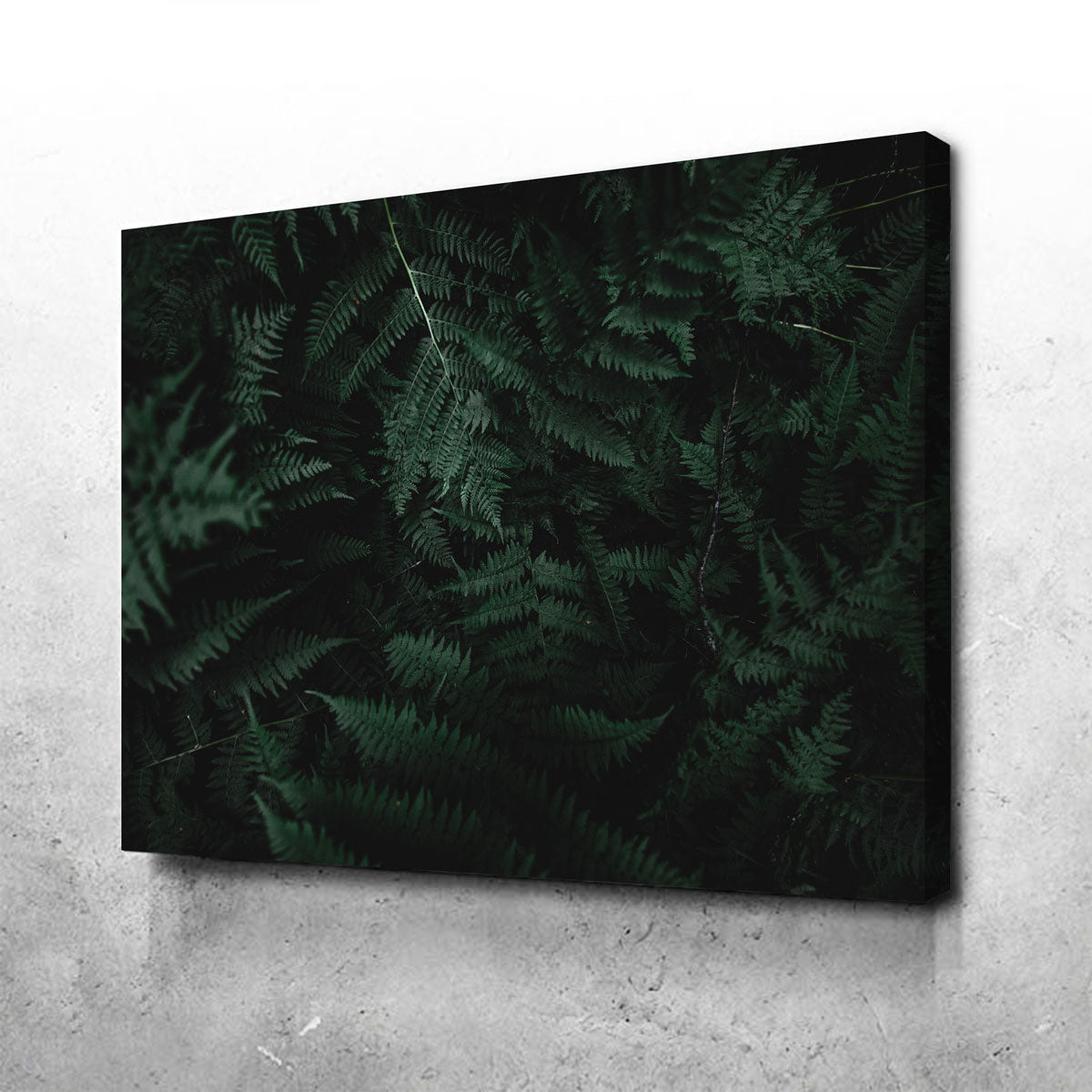 Stunning Ferns Wall Art by Lucas Moore