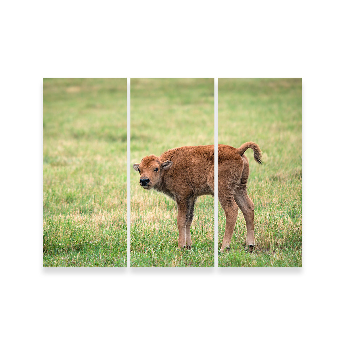 Exquisite Buffalo Calf Wall Art for Home Decor