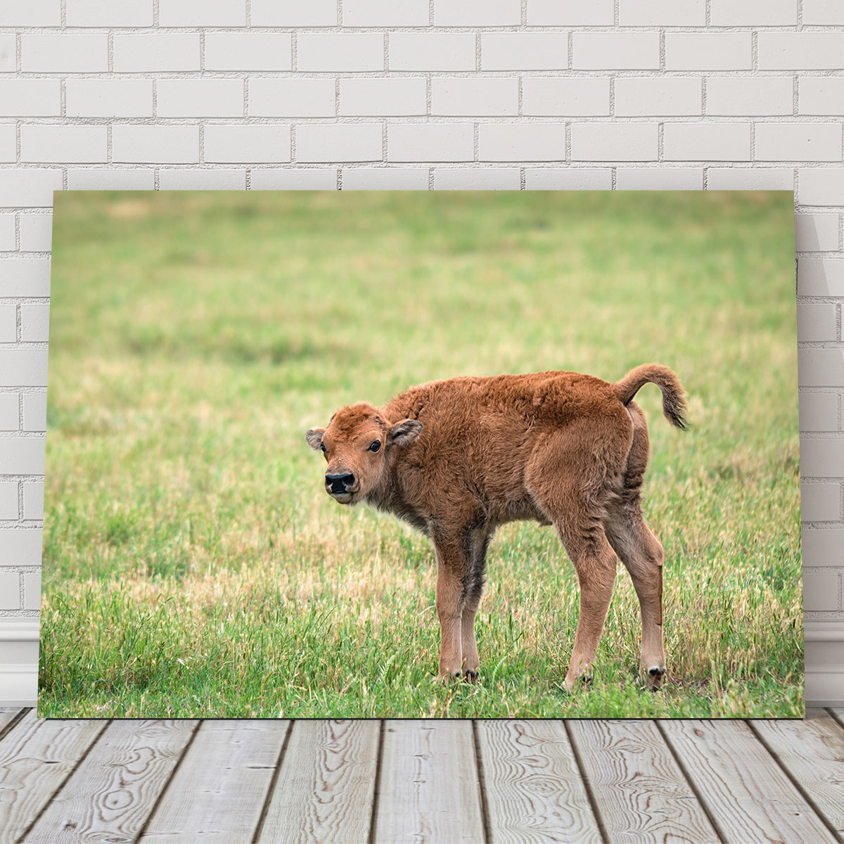 Exquisite Buffalo Calf Wall Art for Home Decor