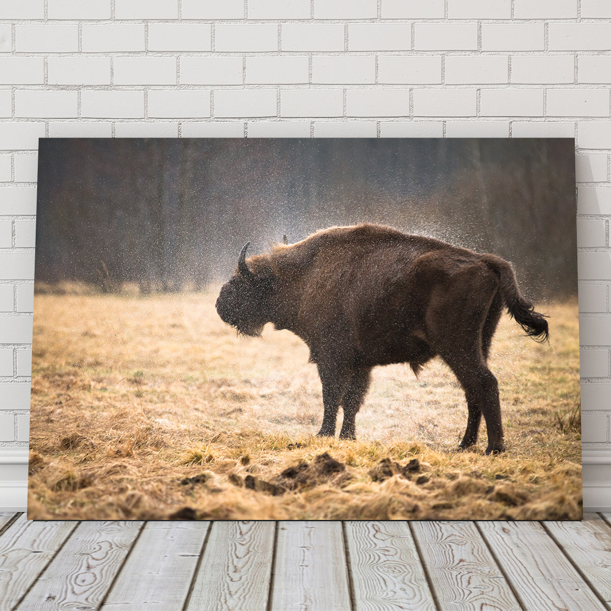 Stunning Wild Bison Shaking off Rain Wall Art for Home Decor