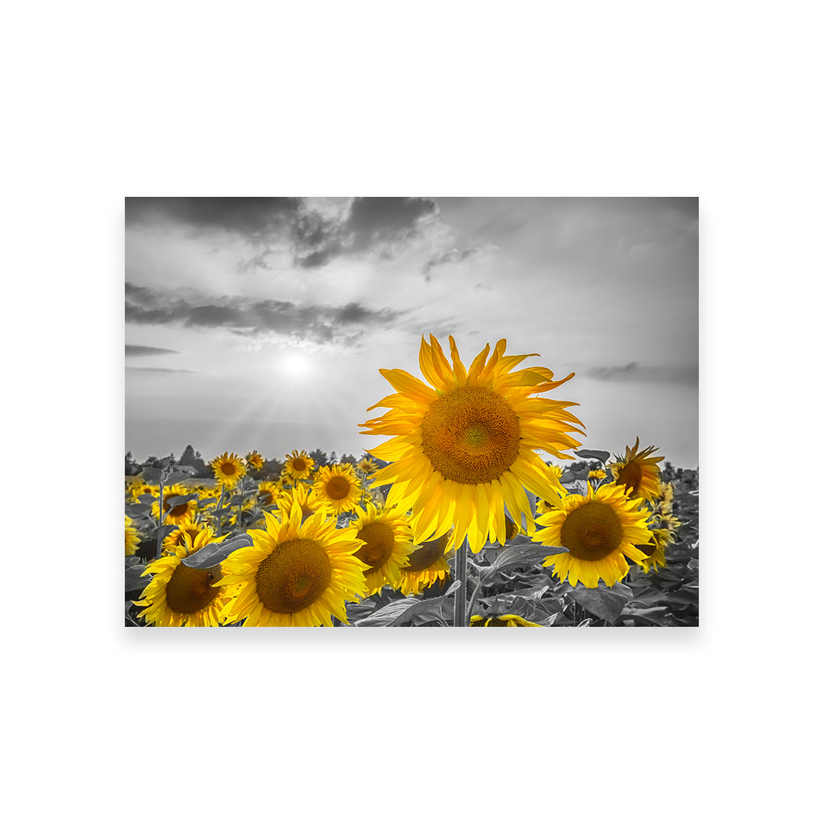 Sunflower Field - Stunning Yellow Color Pop Wall Art for a Vibrant Home Decor