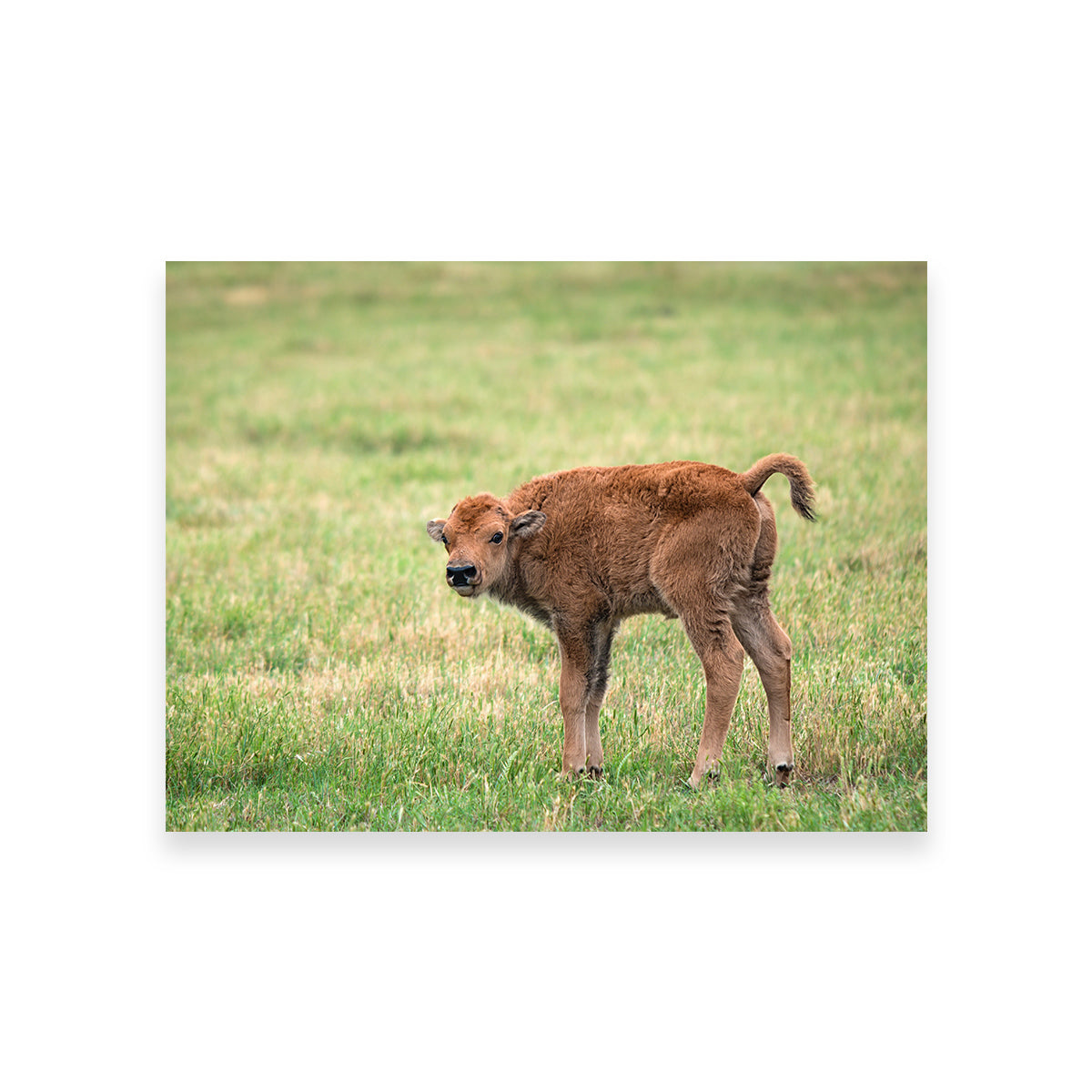 Exquisite Buffalo Calf Wall Art for Home Decor