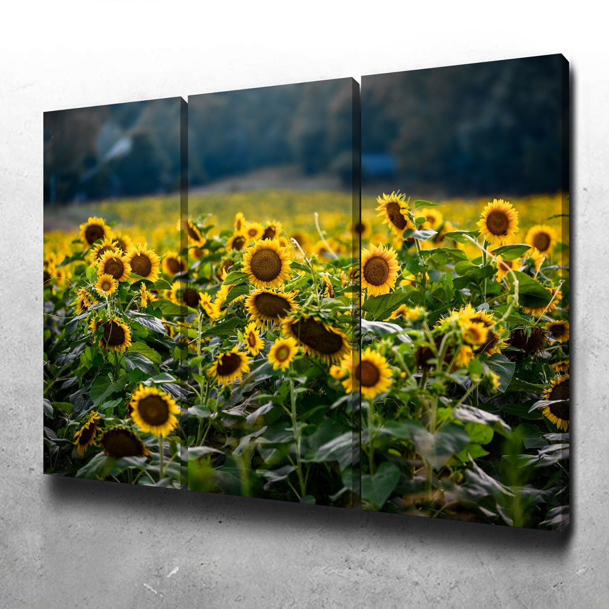 Stunning Sunflower Field Wall Art by Lucas Moore