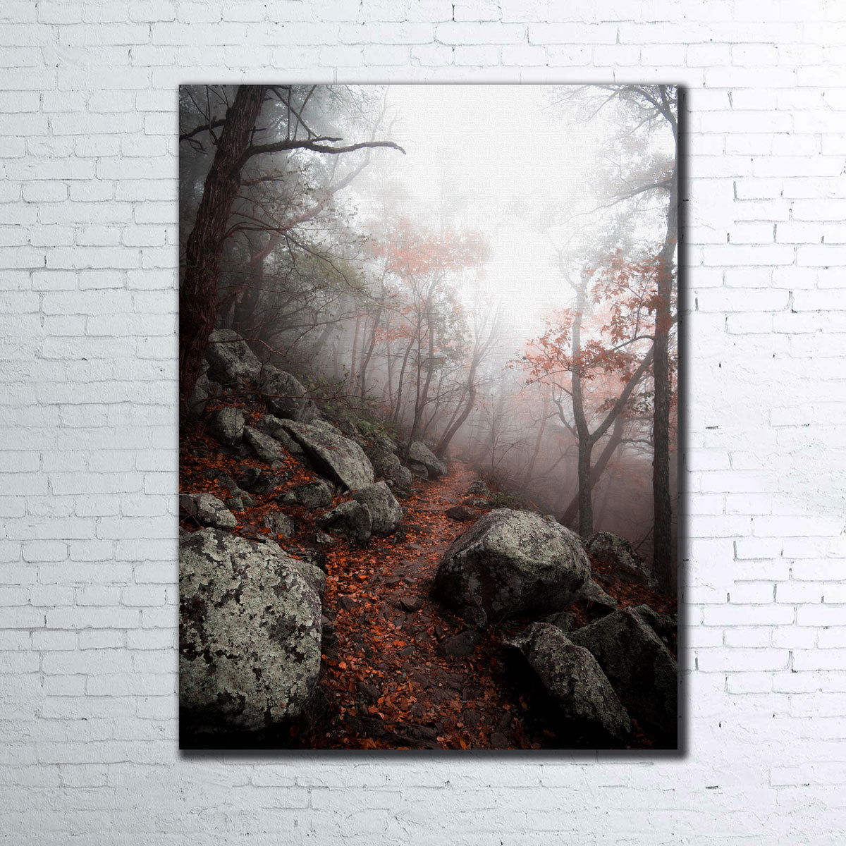 Enchanting Moody Forest Wall Art by Lucas Moore