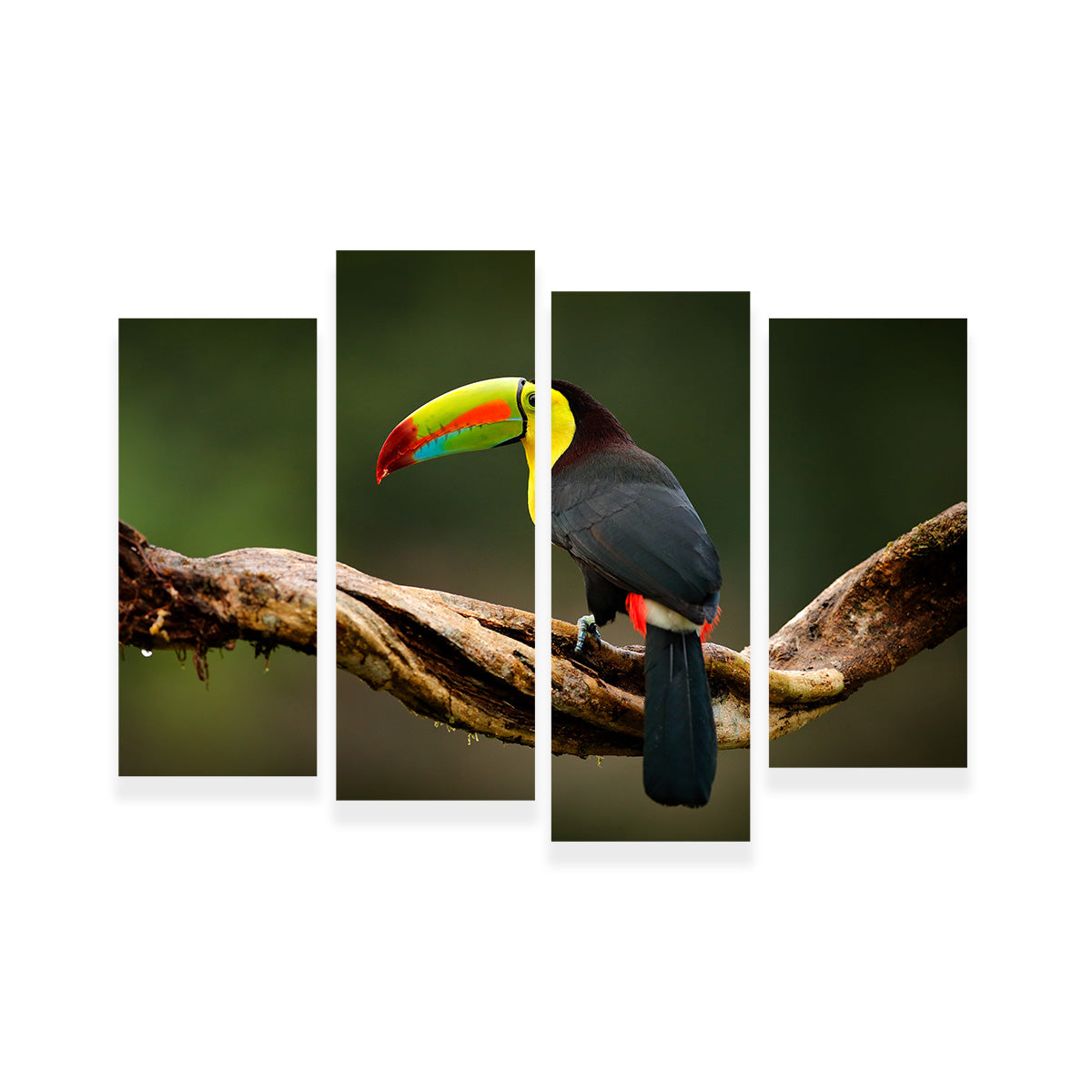 Exquisite Keel - billed Toucan Wall Art for Stunning Home Decor