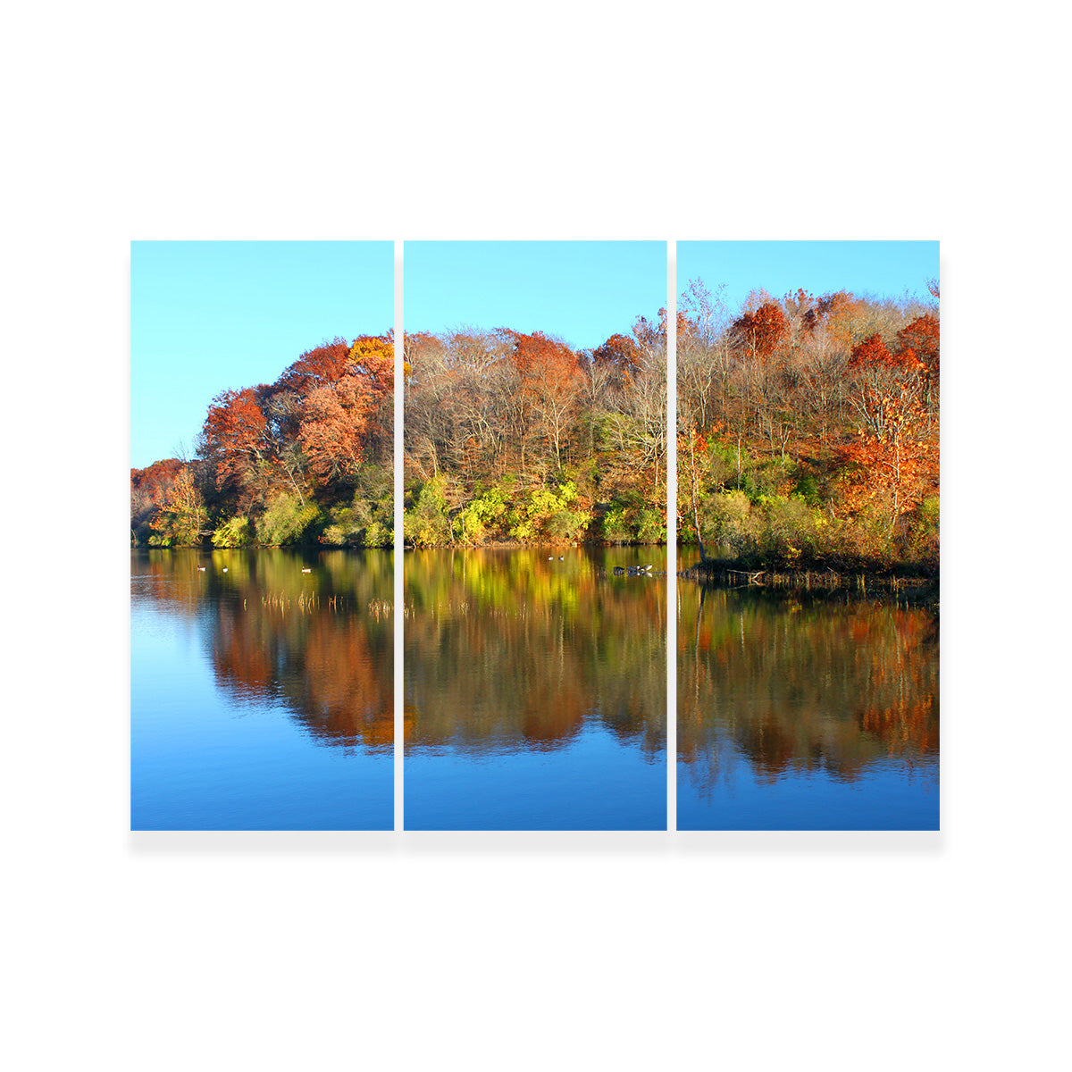 Stunning Kickapoo State Park Wall Art for Your Home Decor