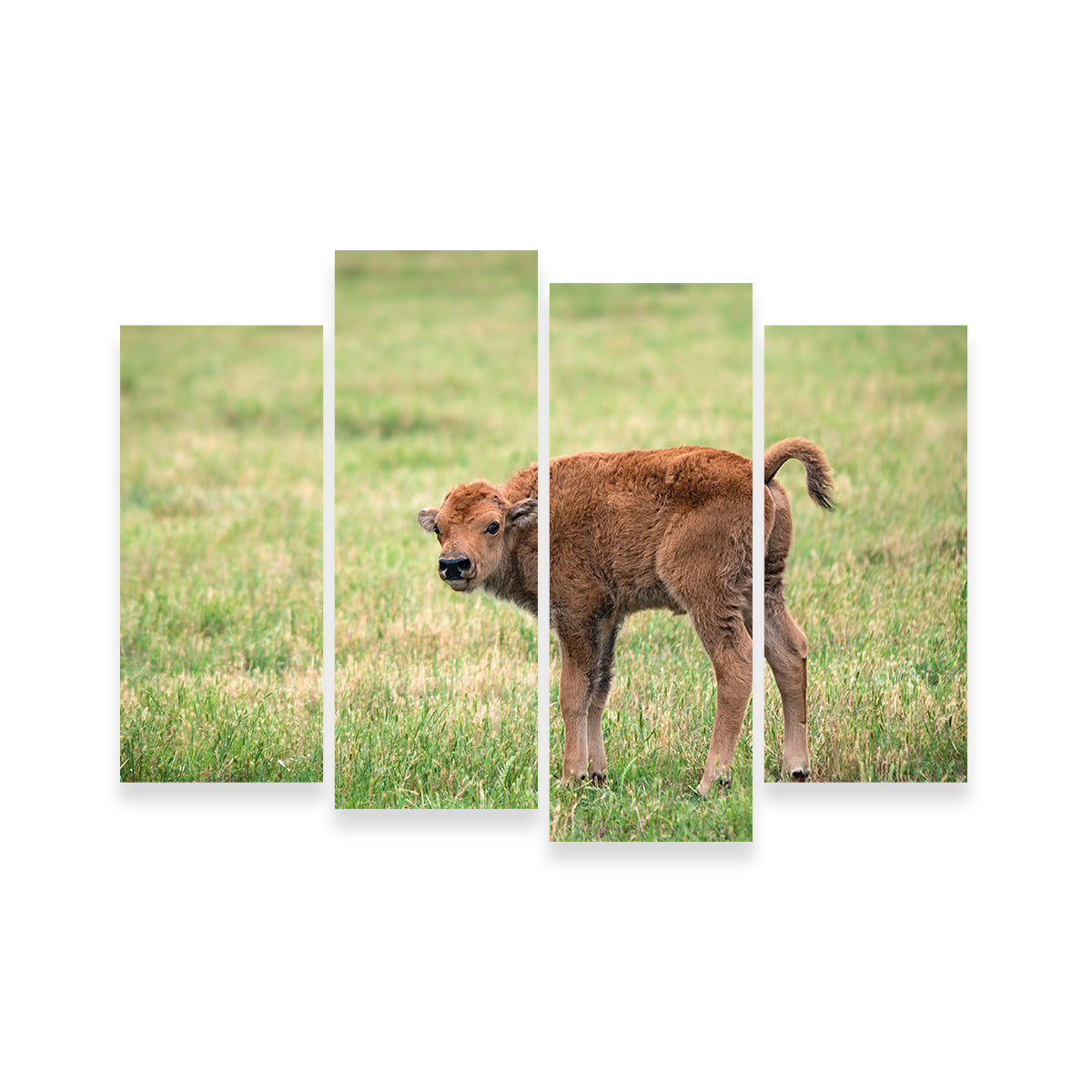 Exquisite Buffalo Calf Wall Art for Home Decor