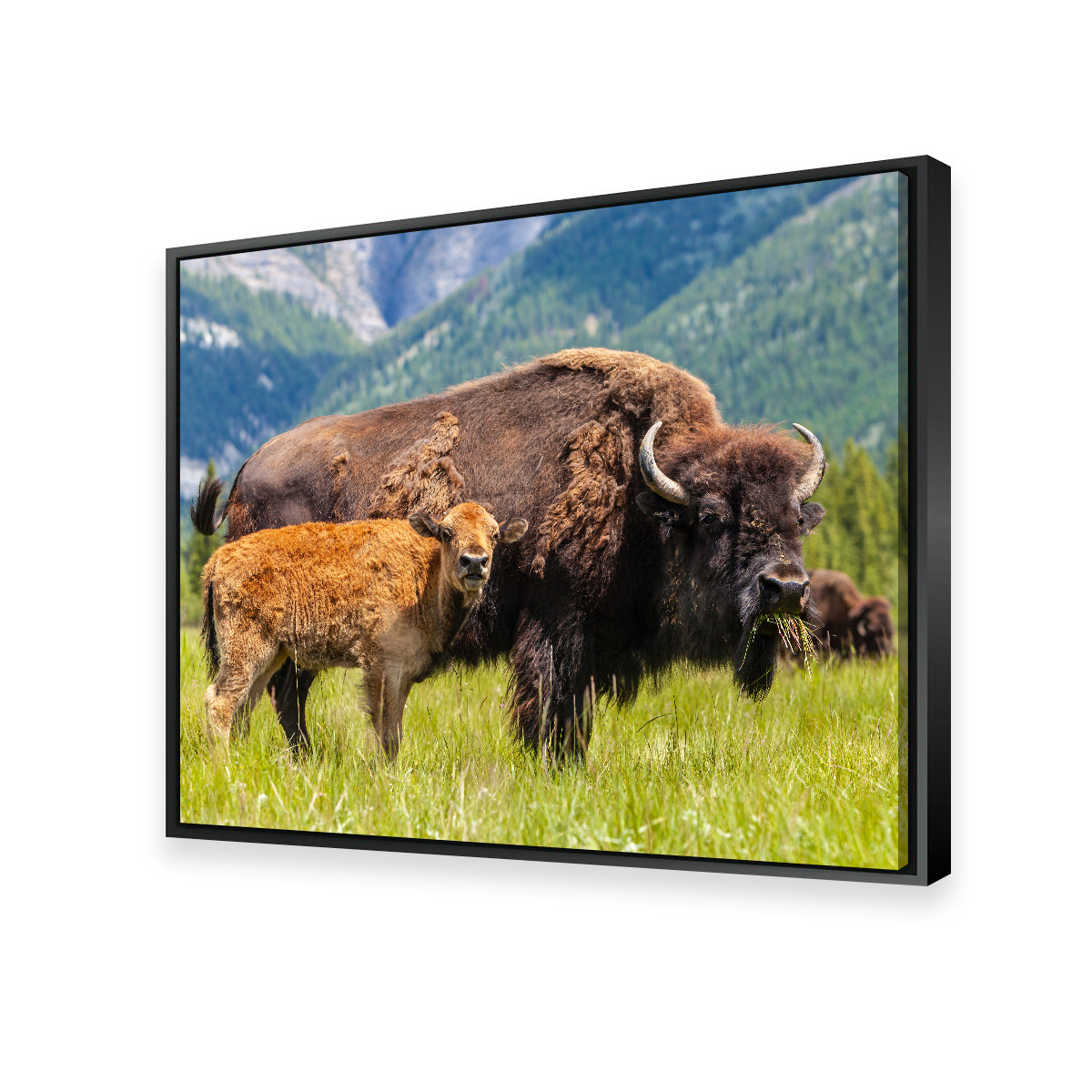 Stunning Buffalo with Calf Wall Art for Your Home Decor