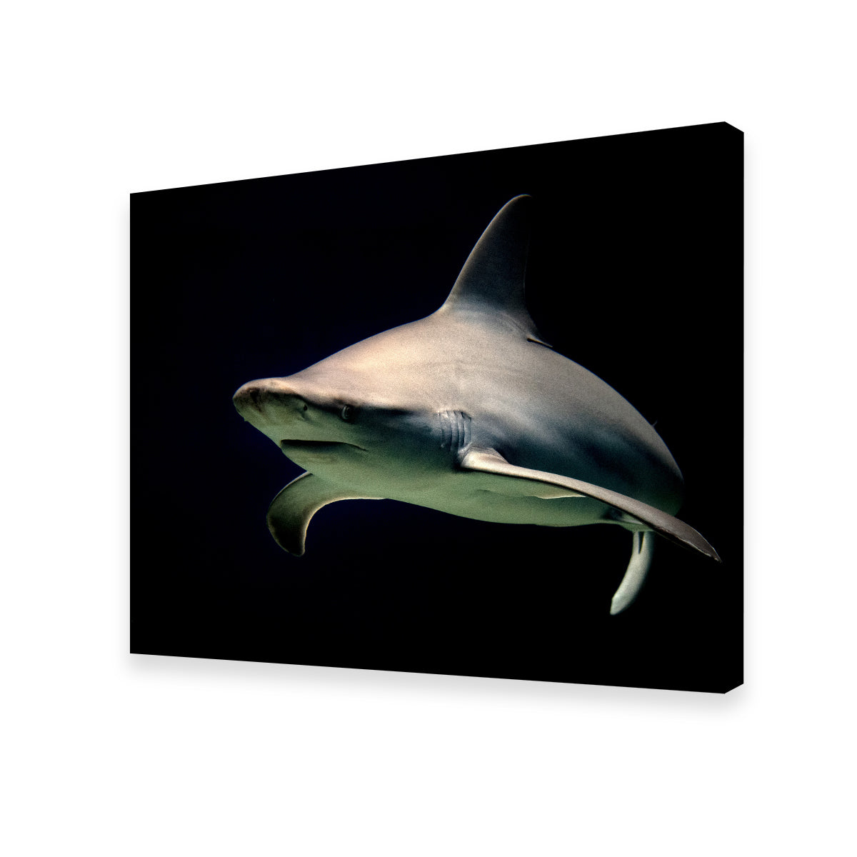 Stunning Bull Shark at Night Wall Art for Your Home Decor