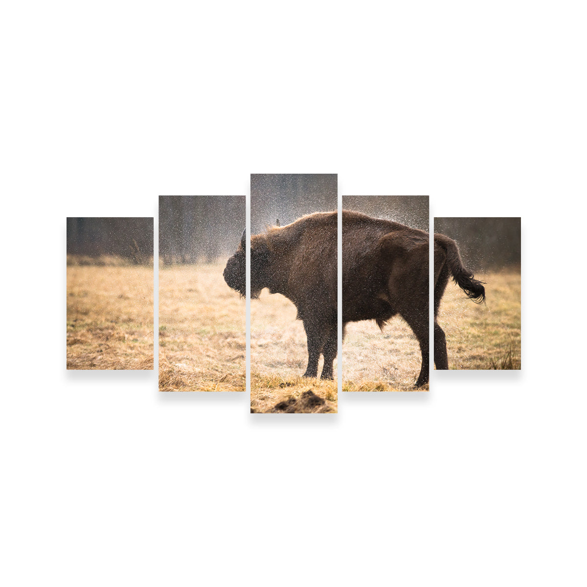 Stunning Wild Bison Shaking off Rain Wall Art for Home Decor