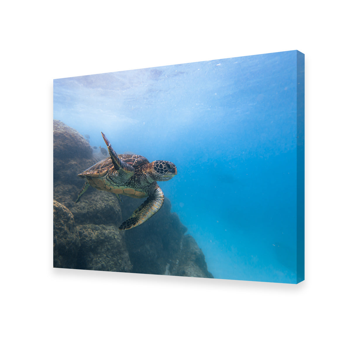 Stunning Turtle Wave Wall Art by Lucas Moore