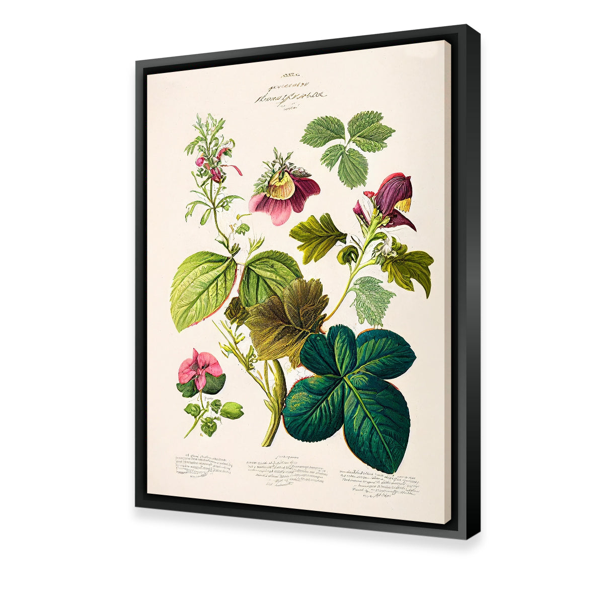 Exquisite Vintage Botanical Print Series 6 Wall Art by Jennifer Hotai