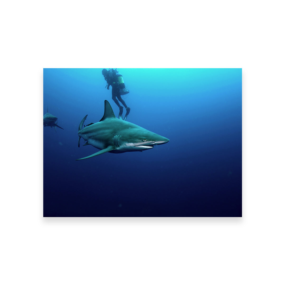 Stunning Bull Shark & Diver Wall Art for Your Home Decor