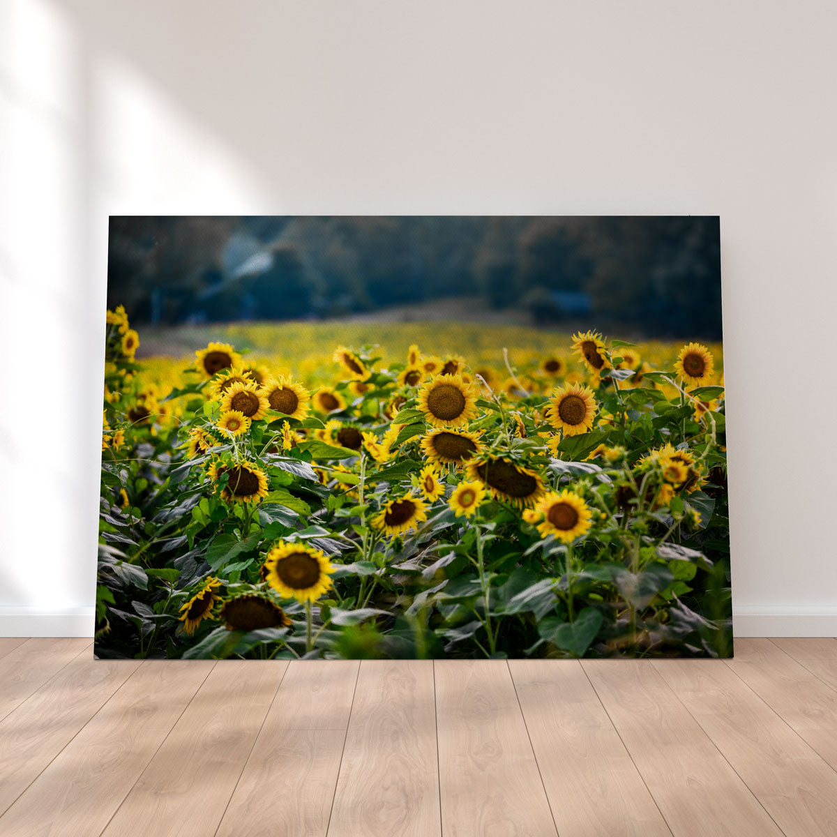Stunning Sunflower Field Wall Art by Lucas Moore