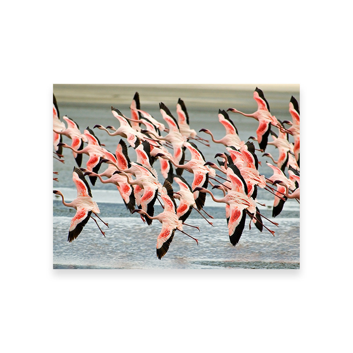 Exquisite Flamingos in Tanzania Wall Art for Your Home Decor
