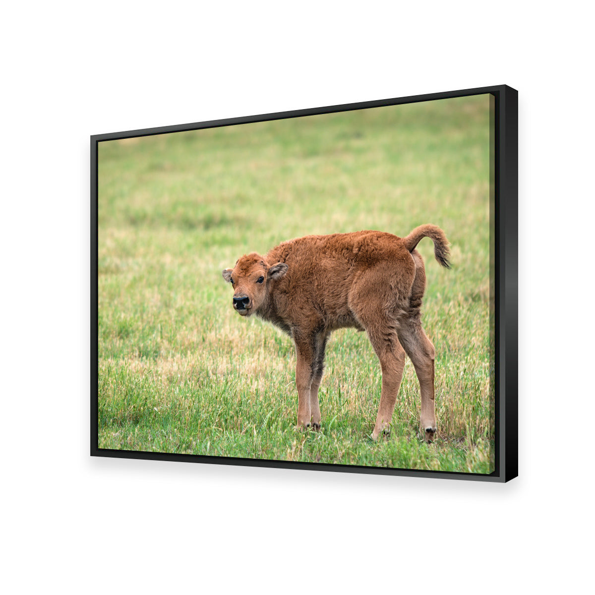 Exquisite Buffalo Calf Wall Art for Home Decor