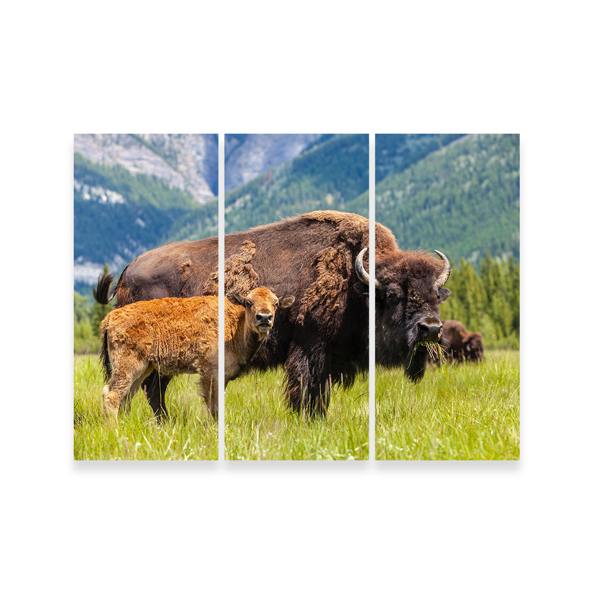 Stunning Buffalo with Calf Wall Art for Your Home Decor