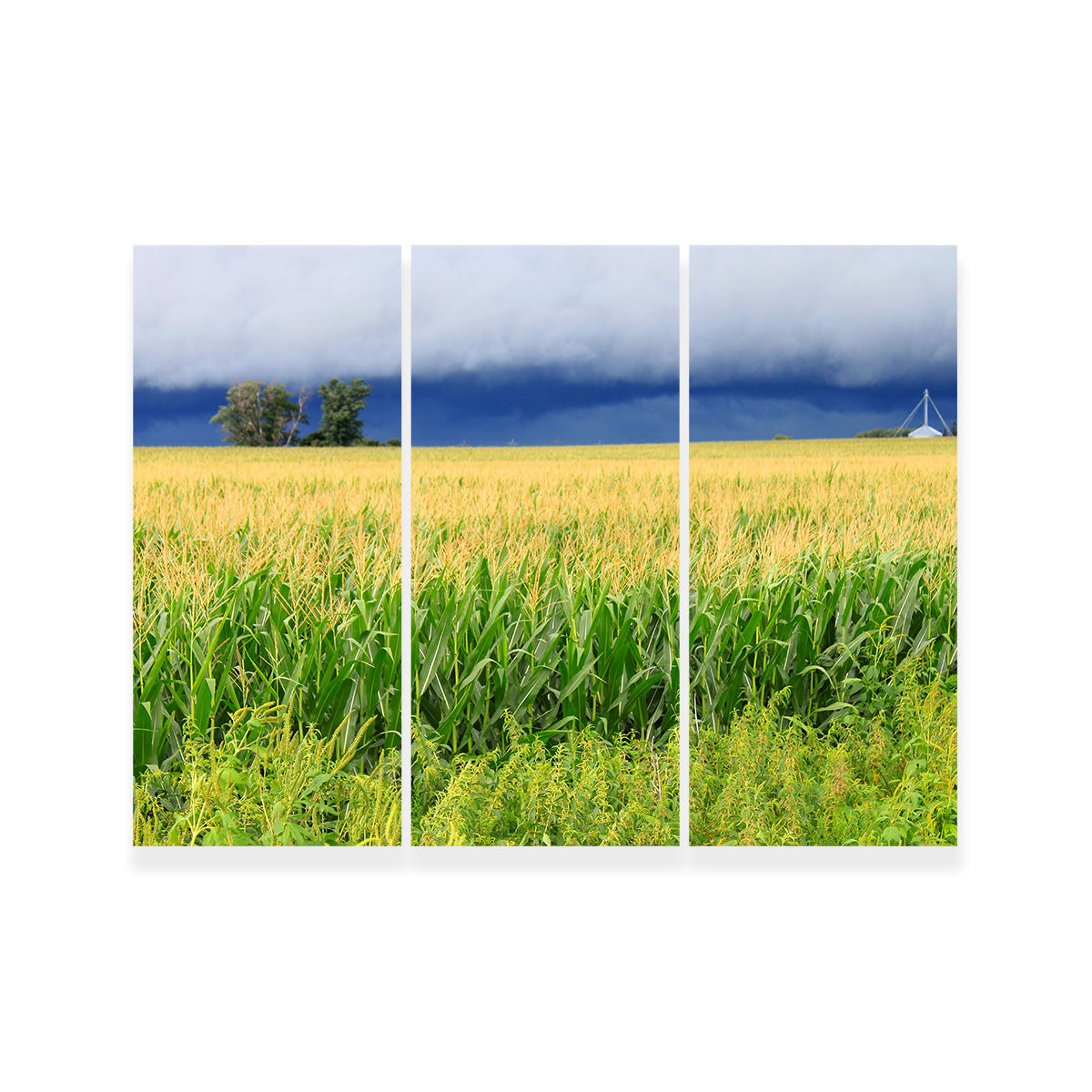 Stunning Thunderstorm Over Illinois Cornfield Wall Art for Home Decor