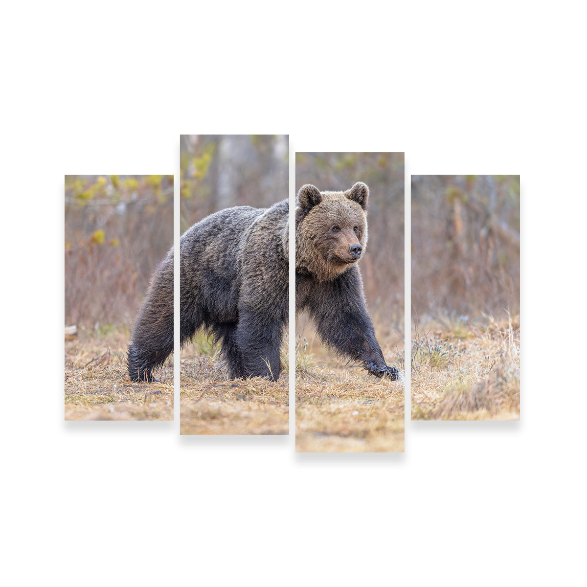 Stunning Eurasian Brown Bear Wall Art for Your Home Decor