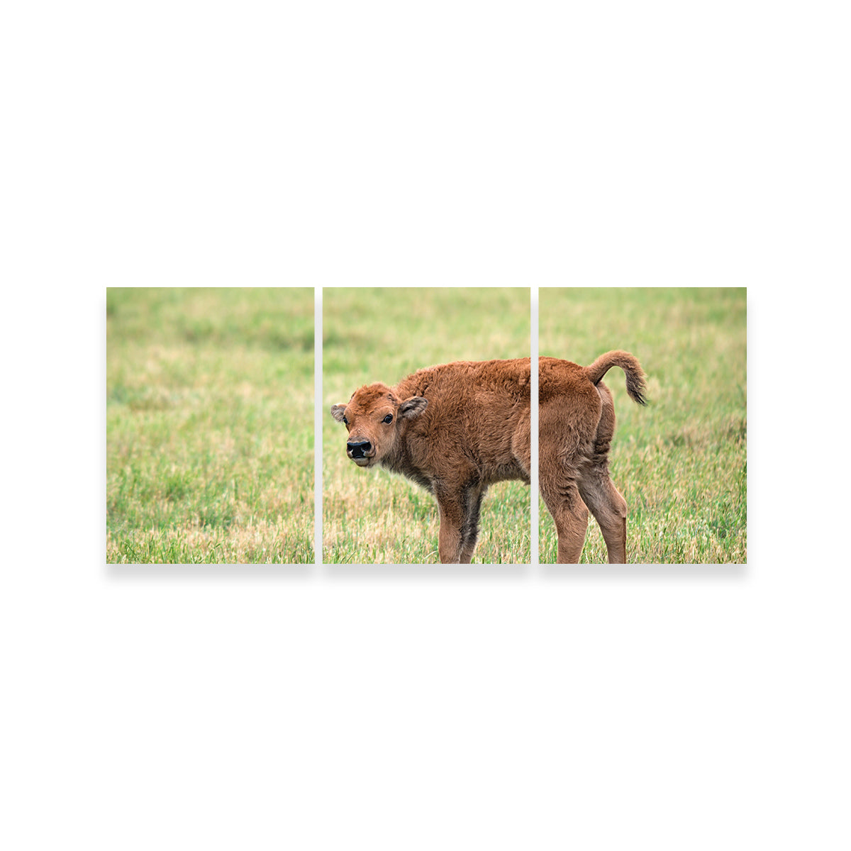 Exquisite Buffalo Calf Wall Art for Home Decor
