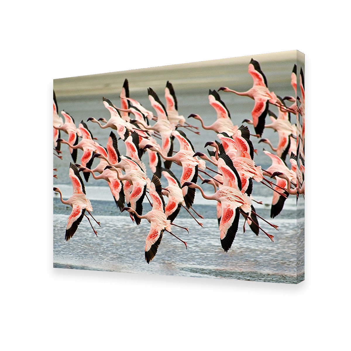 Exquisite Flamingos in Tanzania Wall Art for Your Home Decor