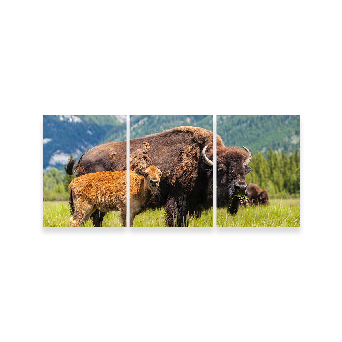 Stunning Buffalo with Calf Wall Art for Your Home Decor