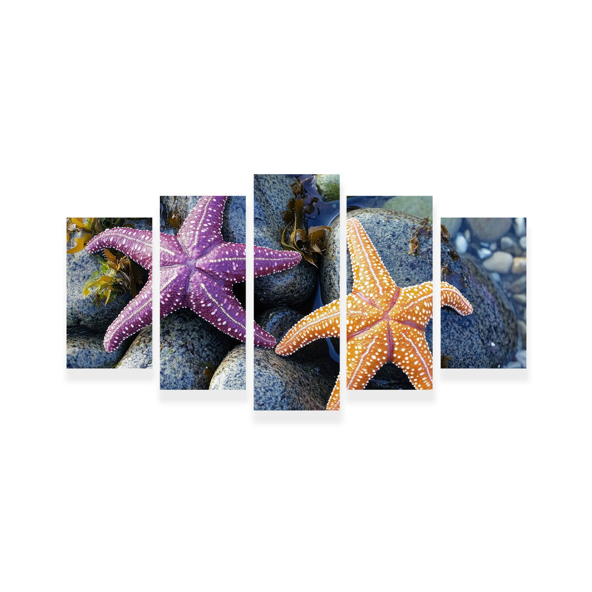 Vibrant Colorful Starfishes Wall Art for Stunning Decor